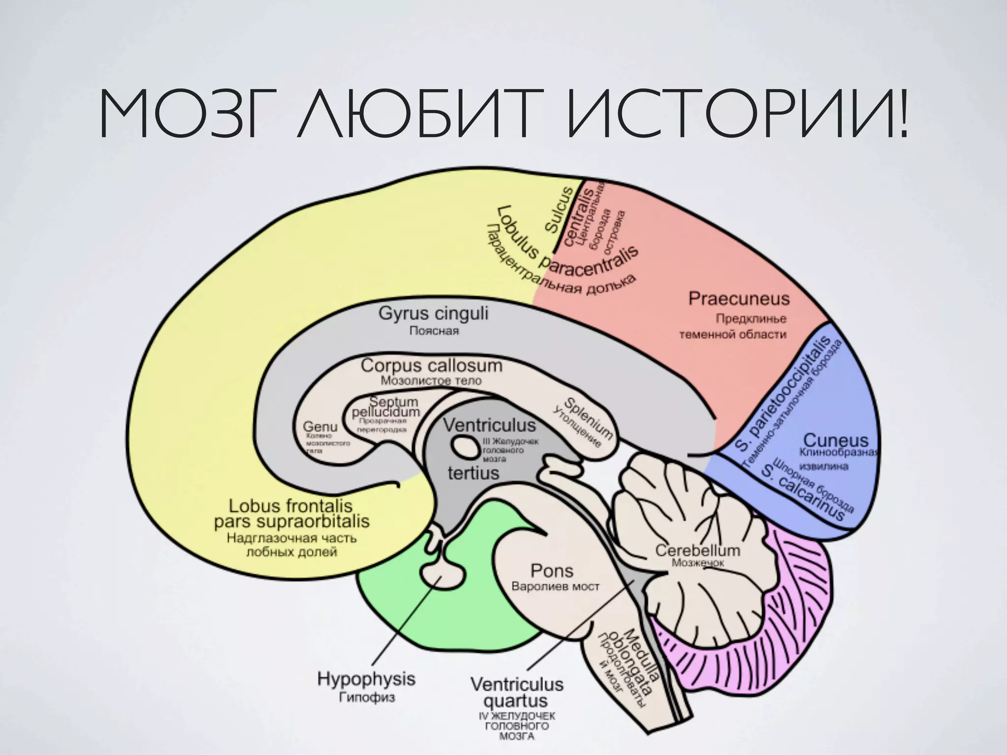 МОЗГ ЛЮБИТ ИСТОРИИ!
 