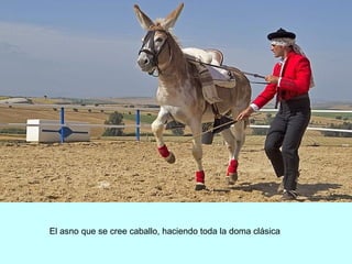 El asno que se cree caballo, haciendo toda la doma clásica
 
