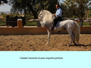Caballo haciendo el paso español perfecto
 