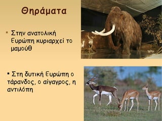 Θηράματα

Στην ανατολική
Ευρώπη κυριαρχεί το
μαμούθ

Στη δυτική Ευρώπη ο
τάρανδος, ο αίγαγρος, η
αντιλόπη
 
