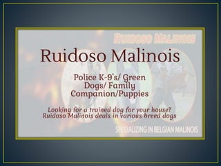 Ruidoso Malinois             