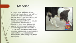 Atención
Se centra en la habilidad de los
animales para distribuir la atención en
las distintas propiedades de un
estímulo. Al igual que los humanos, al
distribuir la atención entre las
características del estímulo se reduce
la capacidad de detectar las
diferencias entre ellas, aunque hay
algunas actividades de búsqueda
visual ecológicamente relevantes en
las que algunas especies particulares
muestran habilidades remarcables (las
palomas tienen una capacidad
extraordinaria para distinguir el grano
del sustrato).
 