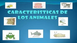 caracteristicas de los animales