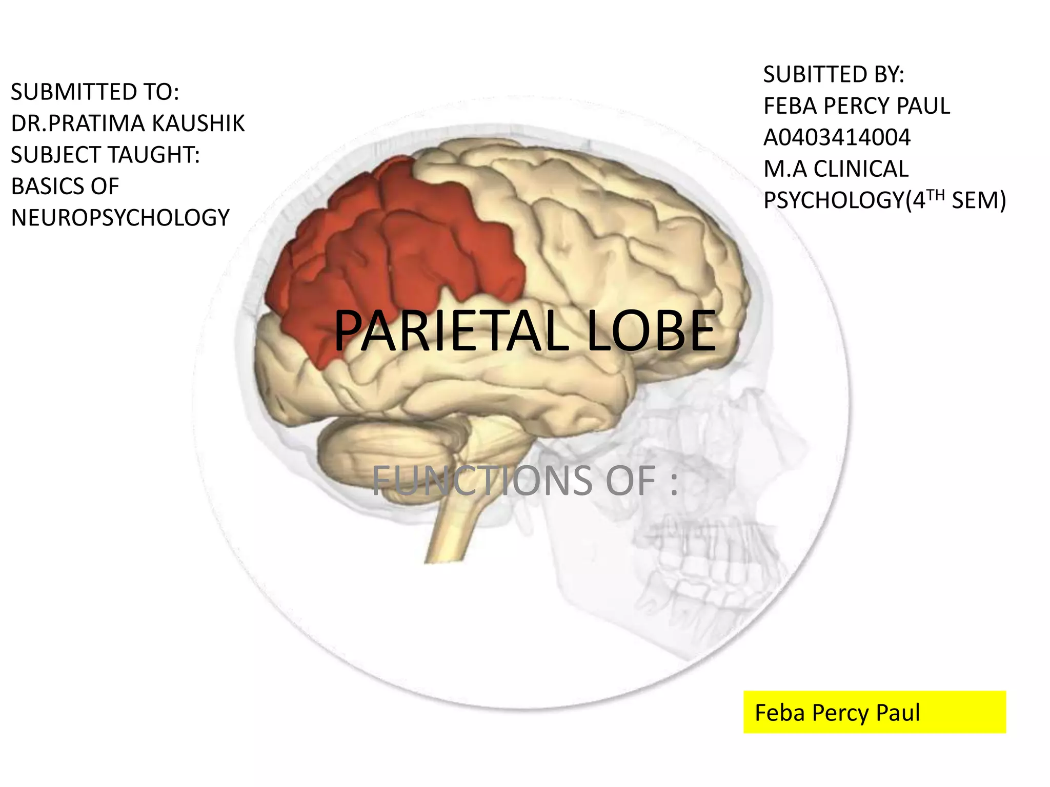 PARIETAL LOBE
FUNCTIONS OF :
SUBITTED BY:
FEBA PERCY PAUL
A0403414004
M.A CLINICAL
PSYCHOLOGY(4TH SEM)
SUBMITTED TO:
DR.PRATIMA KAUSHIK
SUBJECT TAUGHT:
BASICS OF
NEUROPSYCHOLOGY
Feba Percy Paul
 