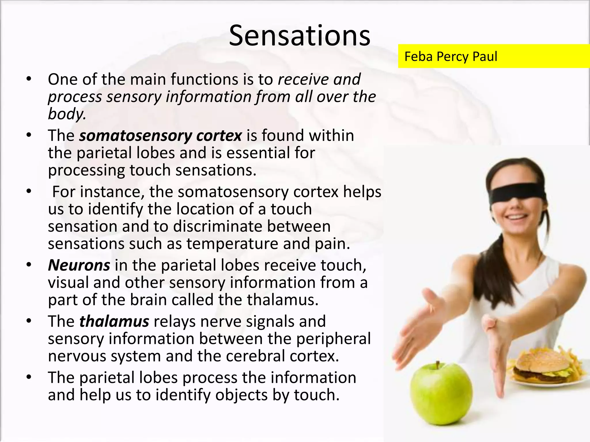 Sensations
• One of the main functions is to receive and
process sensory information from all over the
body.
• The somatosensory cortex is found within
the parietal lobes and is essential for
processing touch sensations.
• For instance, the somatosensory cortex helps
us to identify the location of a touch
sensation and to discriminate between
sensations such as temperature and pain.
• Neurons in the parietal lobes receive touch,
visual and other sensory information from a
part of the brain called the thalamus.
• The thalamus relays nerve signals and
sensory information between the peripheral
nervous system and the cerebral cortex.
• The parietal lobes process the information
and help us to identify objects by touch.
Feba Percy Paul
 
