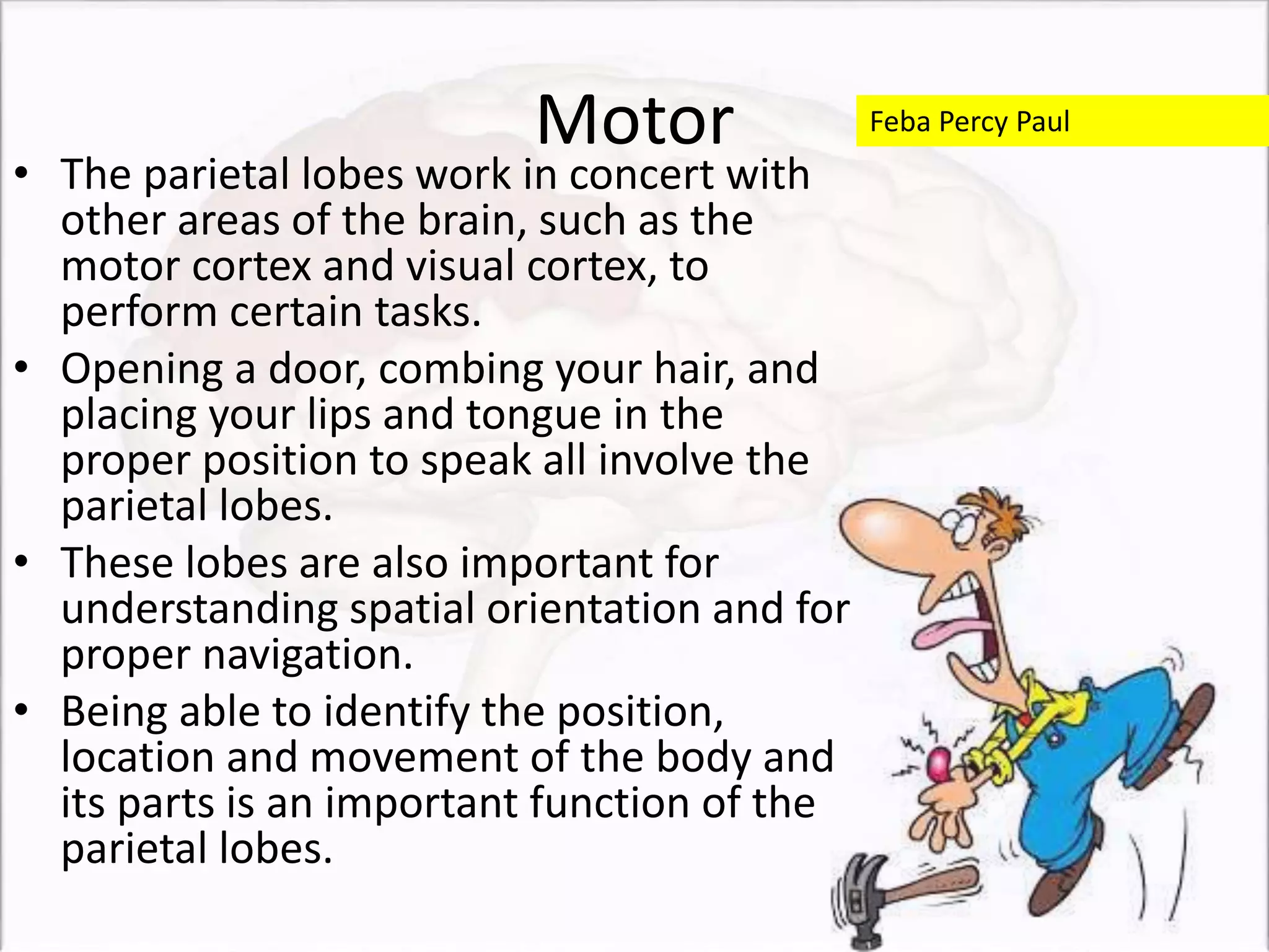 Motor
• The parietal lobes work in concert with
other areas of the brain, such as the
motor cortex and visual cortex, to
perform certain tasks.
• Opening a door, combing your hair, and
placing your lips and tongue in the
proper position to speak all involve the
parietal lobes.
• These lobes are also important for
understanding spatial orientation and for
proper navigation.
• Being able to identify the position,
location and movement of the body and
its parts is an important function of the
parietal lobes.
Feba Percy Paul
 
