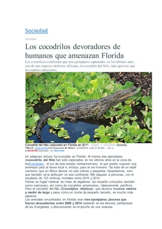 Sociedad
Sociedad
Los cocodrilos devoradores de
humanos que amenazan Florida
Los científicos confirman que tres ejemplares capturados en los últimos años
son de una especie carnívora africana, el cocodrilo del Nilo, más agresiva que
los reptiles autóctonos
Cocodrilo del Nilo capturado en Florida en 2011 - JOSEPH A. WASILEWSKIMANUEL
TRILLO- @manueltrilloCorresponsal En Miami - 21/05/2016 a las 21:34:50h. - Act. a
las04:39:42h.Guardado en: Sociedad
Un peligroso intruso ha irrumpido en Florida. Al menos tres ejemplares
decocodrilo del Nilo han sido capturados en los últimos años en la zona de
losEverglades, al sur de este estado norteamericano, lo que podría suponer una
amenaza para la fauna local e, incluso, para el ser humano. Se trata de un reptil
carnívoro que en África devora no solo cebras y pequeños hipopótamos, sino
que también se le atribuyen en ese continente 480 ataques a personas, con el
resultado de 123 víctimas mortales entre 2010 y 2014.
Florida es hogar habitual de miles de aligátores (en español conocidos también
como caimanes), así como de cocodrilos americanos, relativamente pacíficos.
Pero el cocodrilo del Nilo (Crocodylus niloticus), que alcanza loscinco metros
y medio de largo y pesa como un coche de pequeño tamaño, es mucho más
agresivo.
Los animales encontrados en Florida eran tres ejemplares jóvenes que
fueron descubiertos entre 2009 y 2014 nadando en las llanuras pantanosas
de los Everglades y descansando en el porche de una vivienda.
 