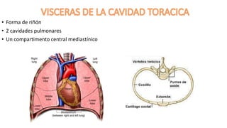 • Forma de riñón
• 2 cavidades pulmonares
• Un compartimento central mediastínico