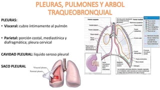 PLEURAS:
• Visceral: cubre íntimamente al pulmón
• Parietal: porción costal, mediastínica y
diafragmática; pleura cervical
CAVIDAD PLEURAL: liquido seroso pleural
SACO PLEURAL