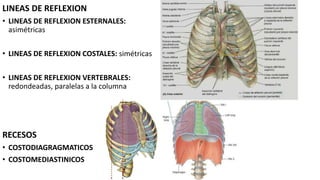 LINEAS DE REFLEXION
• LINEAS DE REFLEXION ESTERNALES:
asimétricas
• LINEAS DE REFLEXION COSTALES: simétricas
• LINEAS DE REFLEXION VERTEBRALES:
redondeadas, paralelas a la columna
RECESOS
• COSTODIAGRAGMATICOS
• COSTOMEDIASTINICOS