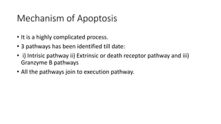 Necrosis and Apoptosis
• Necrosis and Apoptosis can occur simultaneously depending upon
intensity and duration of stimulus, Caspases availability and extent of
ATP depletion.
• Apoptosis changes to necrosis if less caspases and ATP are available.
• Necrosis include cell swelling, disrupted cell organelle membrane and
lysosome membrane which leads to disruption of cell membrane
releasing intracellular matter into surrounding interstitial tissues.
 