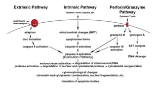 Mechanism of Apoptosis
• It is a highly complicated process.
• 3 pathways has been identified till date:
• i) Intrisic pathway ii) Extrinsic or death receptor pathway and iii)
Granzyme B pathways
• All the pathways join to execution pathway.
 