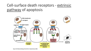 Extrinsic Pathway
• It involves transmembrane receptor which mediate signal for apoptosis.
• Transmembrane receptor or Death receptor transmit death signal from
extracellular matrix to intracellular signaling.
• Example of death ligand and receptor are Fas and TNF.
• When this ligand bind to the receptor protein, cytoplasmic adaptor
protein(FADD) bind with the death domain of the receptor protein.
• Adaptor protein consist of two domain, death domain and death effector
domain.
• On death effector domain, inactive procaspases-8 bind(disc formation) and
get cleaved for auto-catalytic activation.
 