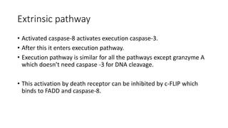 Cell-surface death receptors - extrinsic
pathway of apoptosis
 