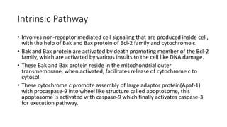 Extrinsic pathway
• Activated caspase-8 activates execution caspase-3.
• After this it enters execution pathway.
• Execution pathway is similar for all the pathways except granzyme A
which doesn’t need caspase -3 for DNA cleavage.
• This activation by death receptor can be inhibited by c-FLIP which
binds to FADD and caspase-8.
 