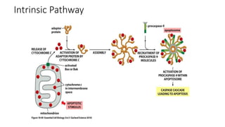 Intrinsic Pathway
• Involves non-receptor mediated cell signaling that are produced inside cell,
with the help of Bak and Bax protein of Bcl-2 family and cytochrome c.
• Bak and Bax protein are activated by death promoting member of the Bcl-2
family, which are activated by various insults to the cell like DNA damage.
• These Bak and Bax protein reside in the mitochondrial outer
transmembrane, when activated, facilitates release of cytochrome c to
cytosol.
• These cytochrome c promote assembly of large adaptor protein(Apaf-1)
with procaspase-9 into wheel like structure called apoptosome, this
apoptosome is activated with caspase-9 which finally activates caspase-3
for execution pathway.
 