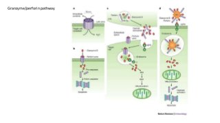 Granzyme/perforin pathway
 