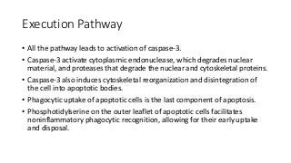 Execution Pathway
• All the pathway leads to activation of caspase-3.
• Caspase-3 activate cytoplasmic endonuclease, which degrades nuclear
material, and proteases that degrade the nuclear and cytoskeletal proteins.
• Caspase-3 also induces cytoskeletal reorganization and disintegration of
the cell into apoptotic bodies.
• Phagocytic uptake of apoptotic cells is the last component of apoptosis.
• Phosphotidylserine on the outer leaflet of apoptotic cells facilitates
noninflammatory phagocytic recognition, allowing for their early uptake
and disposal.
 