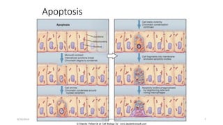 Apoptosis
7
 