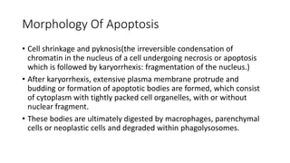 Morphology Of Apoptosis
• Cell shrinkage and pyknosis(the irreversible condensation of
chromatin in the nucleus of a cell undergoing necrosis or apoptosis
which is followed by karyorrhexis: fragmentation of the nucleus.)
• After karyorrhexis, extensive plasma membrane protrude and
budding or formation of apoptotic bodies are formed, which consist
of cytoplasm with tightly packed cell organelles, with or without
nuclear fragment.
• These bodies are ultimately digested by macrophages, parenchymal
cells or neoplastic cells and degraded within phagolysosomes.
 