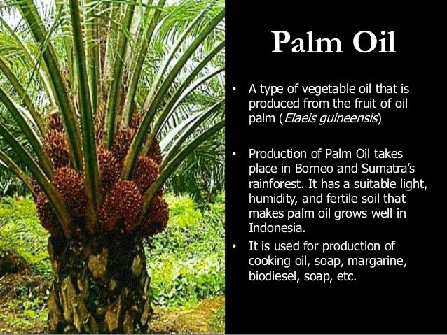 Indonesia's Palm Oil Industry Overview