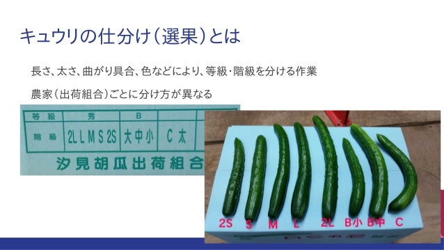 ディープラーニングを用いたキュウリ選果機の開発