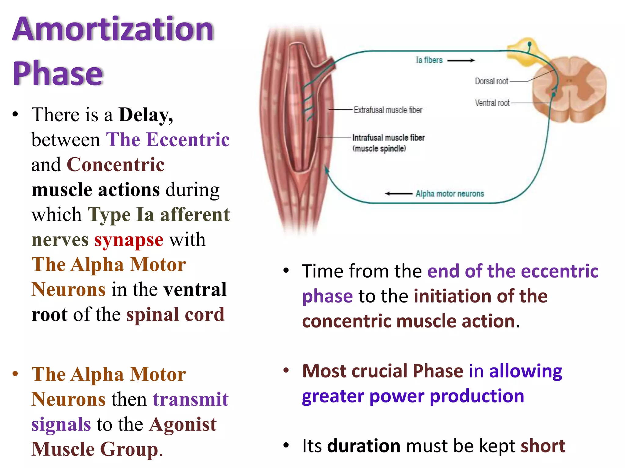 Amortization
Phase
• There is a Delay,
between The Eccentric
and Concentric
muscle actions during
which Type Ia afferent
nerves synapse with
The Alpha Motor
Neurons in the ventral
root of the spinal cord
• The Alpha Motor
Neurons then transmit
signals to the Agonist
Muscle Group.
• Time from the end of the eccentric
phase to the initiation of the
concentric muscle action.
• Most crucial Phase in allowing
greater power production
• Its duration must be kept short
 