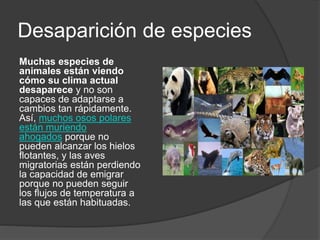 Desaparición de especies
Muchas especies de
animales están viendo
cómo su clima actual
desaparece y no son
capaces de adaptarse a
cambios tan rápidamente.
Así, muchos osos polares
están muriendo
ahogados porque no
pueden alcanzar los hielos
flotantes, y las aves
migratorias están perdiendo
la capacidad de emigrar
porque no pueden seguir
los flujos de temperatura a
las que están habituadas.
 