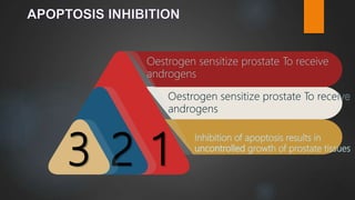 2 1
Oestrogen sensitize prostate To receive
androgens
Inhibition of apoptosis results in
growth of prostate tissues
3
 