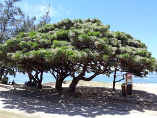 Les arbres de la Réunion