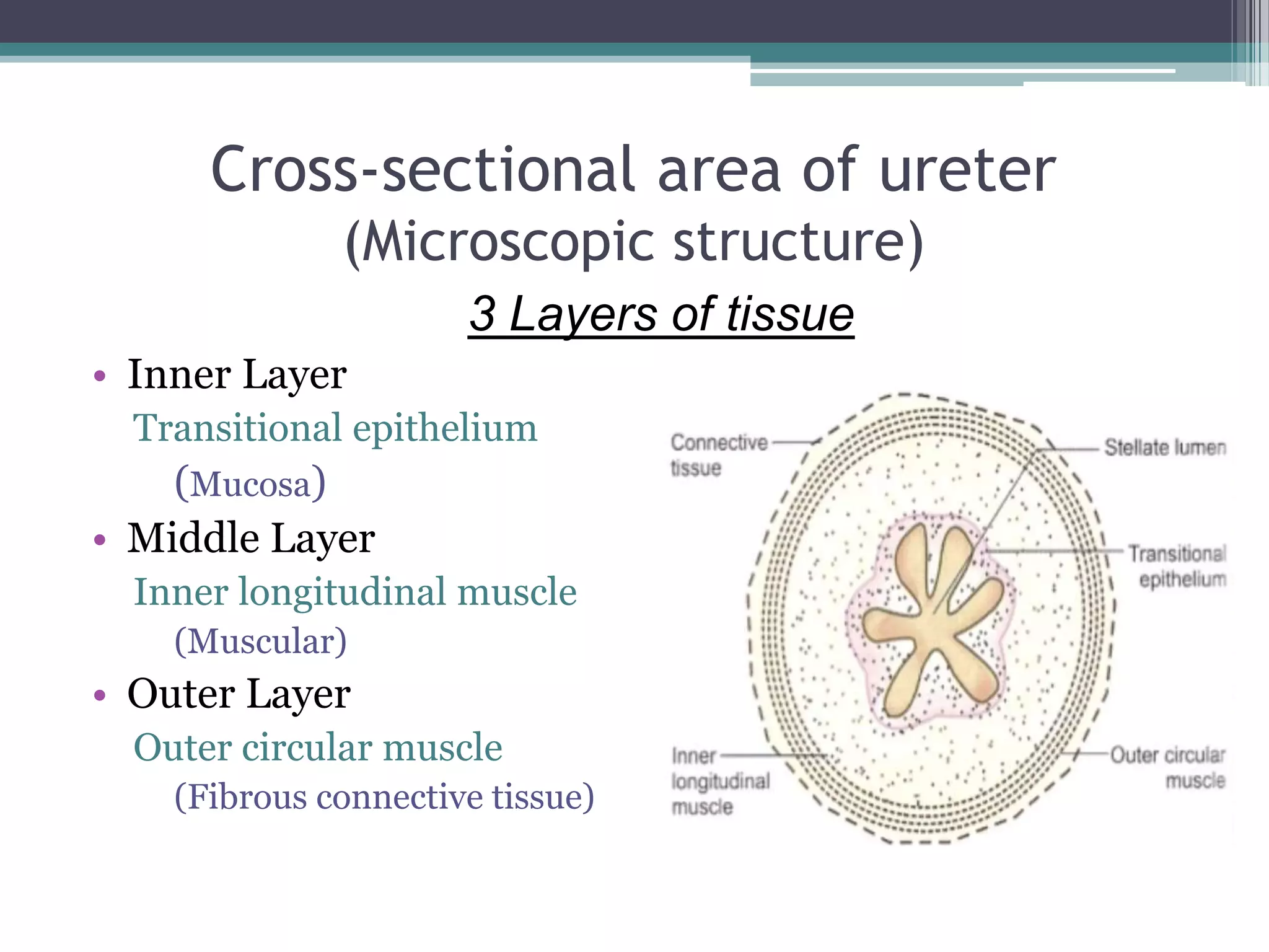 Cross-sectional area of ureter
(Microscopic structure)
3 Layers of tissue
• Inner Layer
Transitional epithelium
(Mucosa)
• Middle Layer
Inner longitudinal muscle
(Muscular)
• Outer Layer
Outer circular muscle
(Fibrous connective tissue)
 
