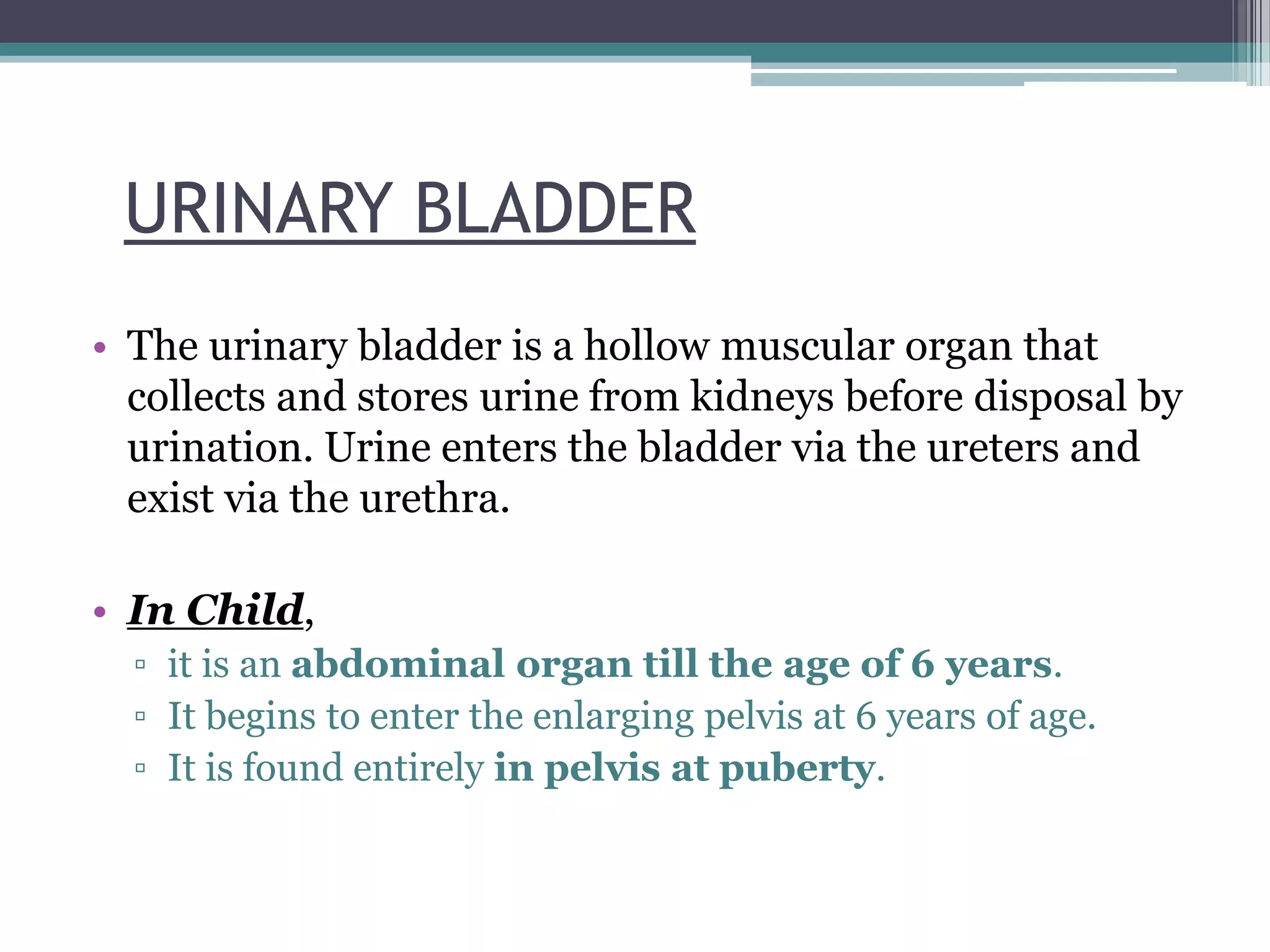 URINARY BLADDER
• The urinary bladder is a hollow muscular organ that
collects and stores urine from kidneys before disposal by
urination. Urine enters the bladder via the ureters and
exist via the urethra.
• In Child,
▫ it is an abdominal organ till the age of 6 years.
▫ It begins to enter the enlarging pelvis at 6 years of age.
▫ It is found entirely in pelvis at puberty.
 