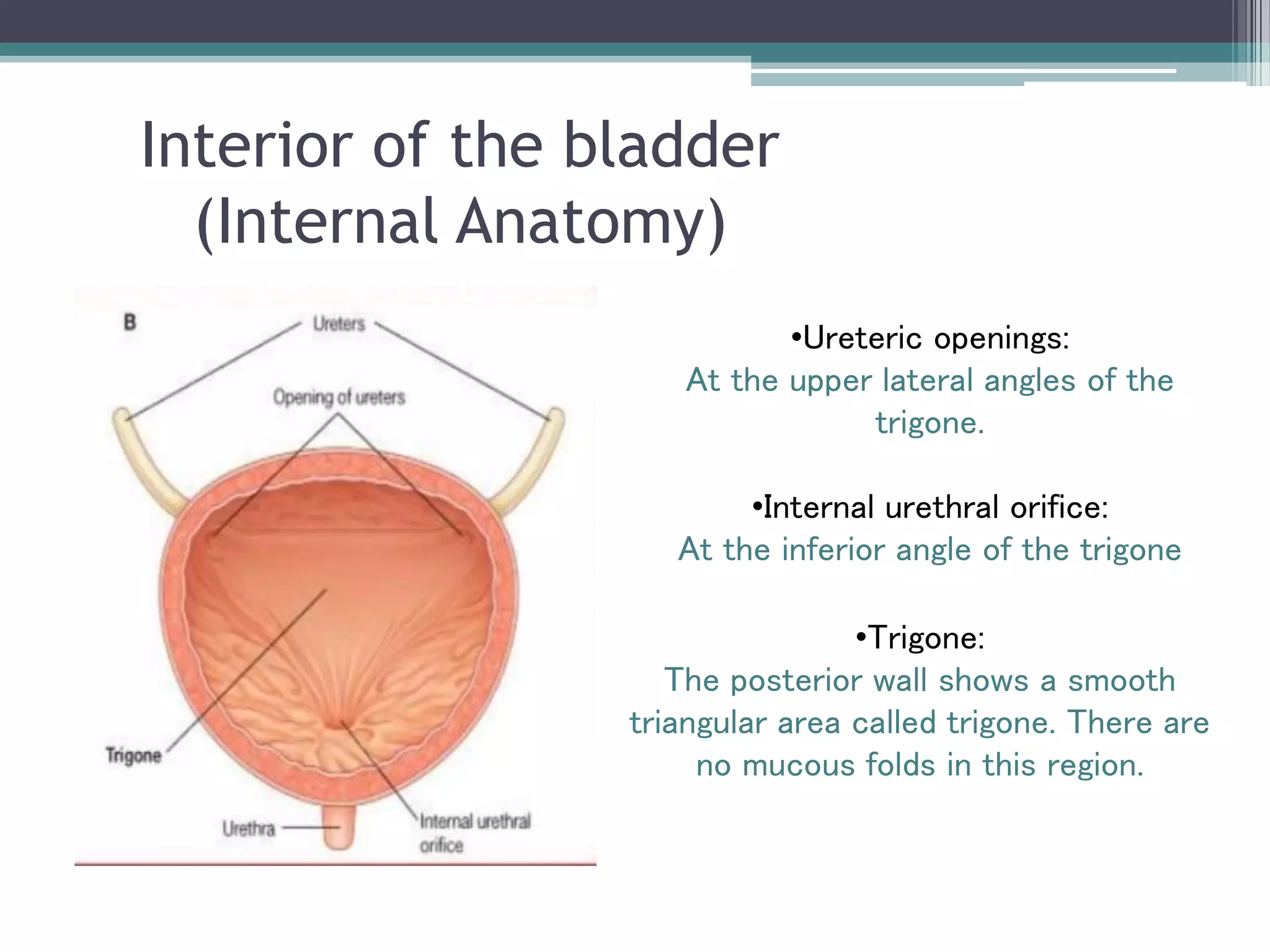 Interior of the bladder
(Internal Anatomy)
•Trigone:
The posterior wall shows a smooth
triangular area called trigone. There are
no mucous folds in this region.
•Ureteric openings:
At the upper lateral angles of the
trigone.
•Internal urethral orifice:
At the inferior angle of the trigone
 