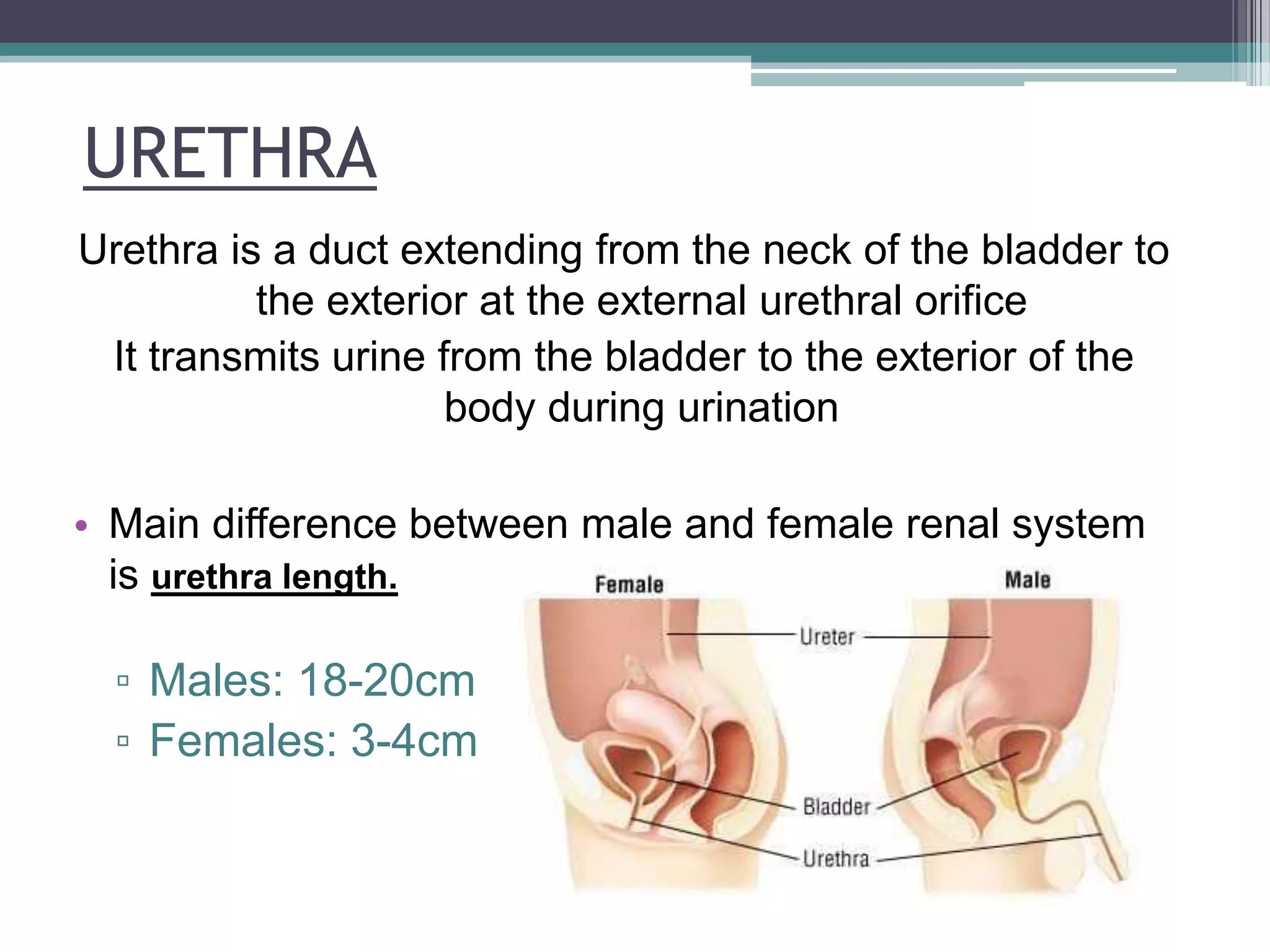 URETHRA
Urethra is a duct extending from the neck of the bladder to
the exterior at the external urethral orifice
It transmits urine from the bladder to the exterior of the
body during urination
• Main difference between male and female renal system
is urethra length.
▫ Males: 18-20cm
▫ Females: 3-4cm
 