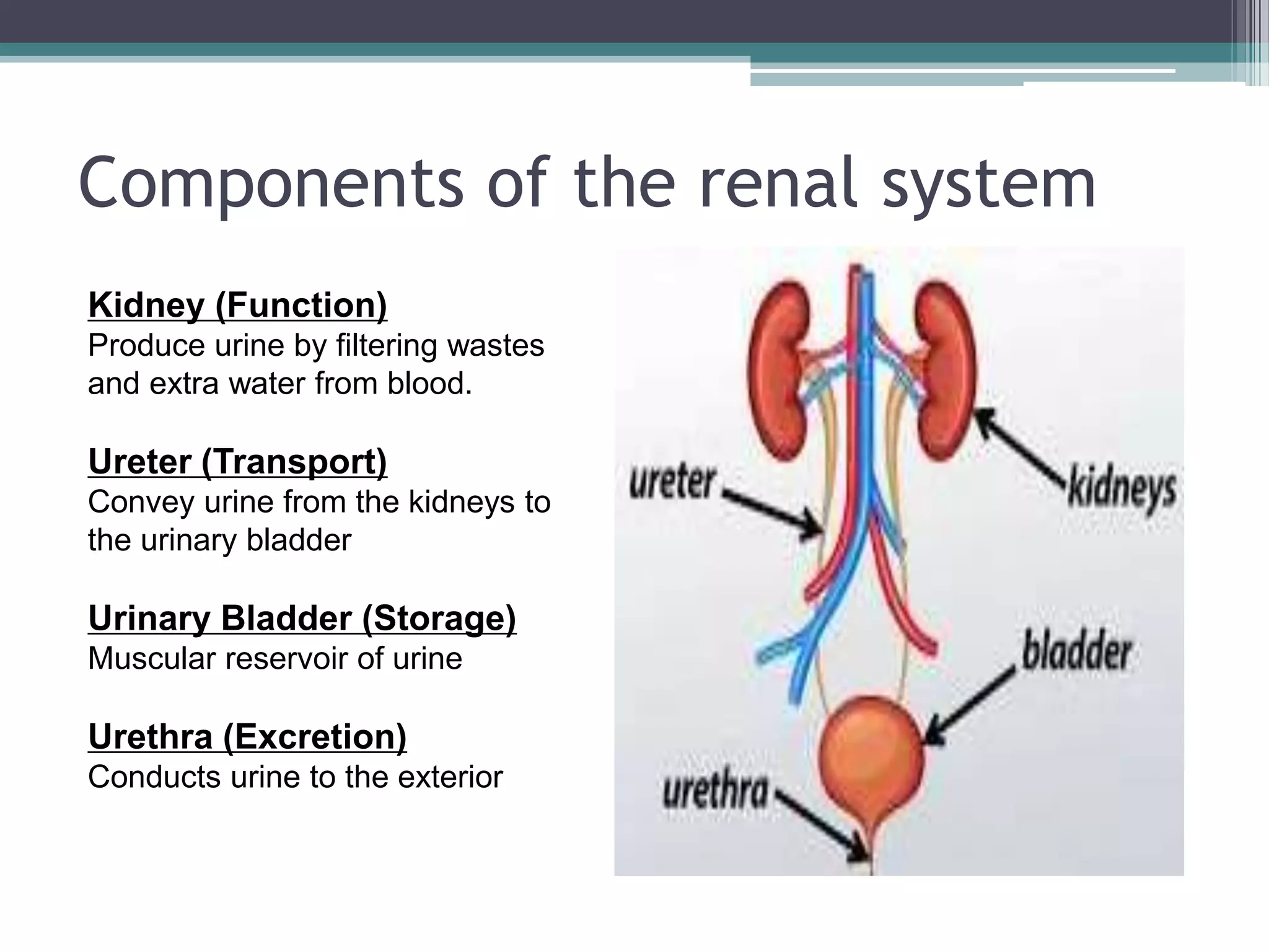 Components of the renal system
Kidney (Function)
Produce urine by filtering wastes
and extra water from blood.
Ureter (Transport)
Convey urine from the kidneys to
the urinary bladder
Urinary Bladder (Storage)
Muscular reservoir of urine
Urethra (Excretion)
Conducts urine to the exterior
 