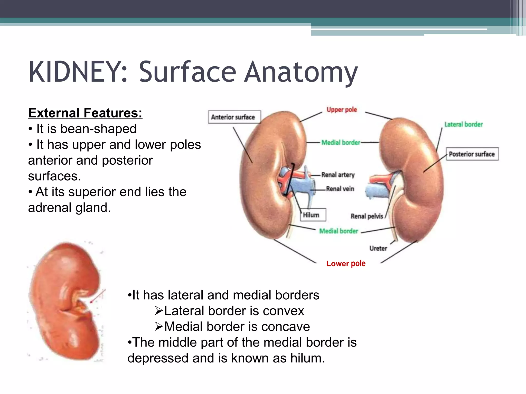KIDNEY: Surface Anatomy
External Features:
• It is bean-shaped
• It has upper and lower poles,
anterior and posterior
surfaces.
• At its superior end lies the
adrenal gland.
•It has lateral and medial borders
Lateral border is convex
Medial border is concave
•The middle part of the medial border is
depressed and is known as hilum.
Lower pole
 