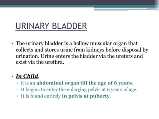 Renal System Anatomy | PPTX