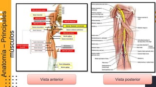 Vista anterior Vista posterior
Anatomía–Principales
músculos
 