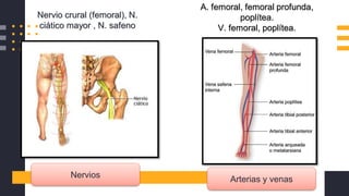 Nervio crural (femoral), N.
ciático mayor , N. safeno
A. femoral, femoral profunda,
poplítea.
V. femoral, poplítea.
Nervios Arterias y venas
 