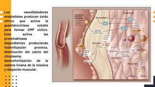 Los vasodilatadores
endoteliales producen óxido
nítrico que activa la
guanilatociclasa soluble
para formar GMP cíclico.
Este activa las
proteinakinasa
dependientes produciendo
fosforilización proteica,
disminución del calcio del
citoplasma,
desfosforilización de la
cadena liviana de la miosina
y relajación muscular.
 