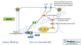 Autosomal Dominant Polycystic Kidney Disease (ADPKD) / Emerging ...