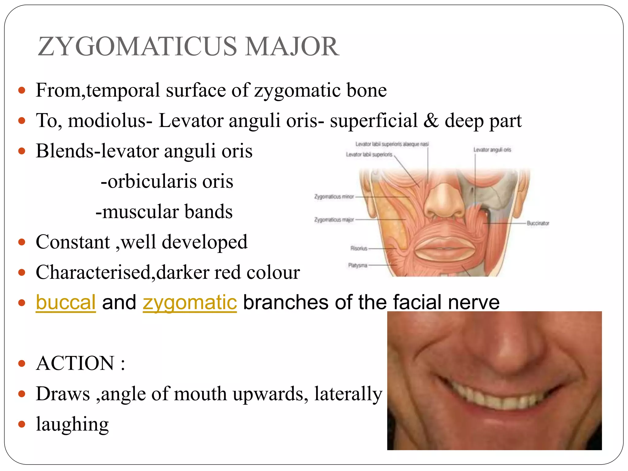 Structure Involved In Smiling MUSCLES OF FACIAL EXPRESSION | PPTX
