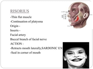 MUSCLES OF FACIAL EXPRESSION | PPTX