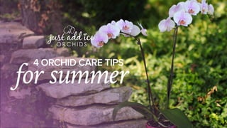 4 ORCHID CARE TIPS
for summer
 