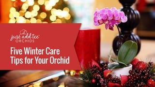 Five Winter Care
Tips for Your Orchid
 