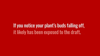 If you notice your plant’s buds falling off,
it likely has been exposed to the draft.
 