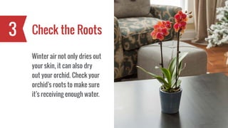 Check the Roots3
Winter air not only dries out
your skin, it can also dry
out your orchid. Check your
orchid’s roots to make sure
it’s receiving enough water.
 
