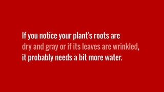 If you notice your plant’s roots are
dry and gray or if its leaves are wrinkled,
it probably needs a bit more water.
 