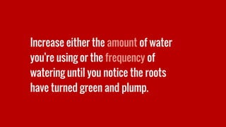 Increase either the amount of water
you’re using or the frequency of
watering until you notice the roots
have turned green and plump.
 