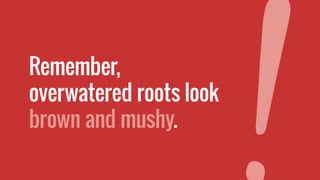 Remember,
overwatered roots look
brown and mushy.
 